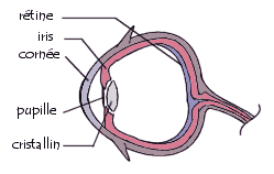 schema de l'oeil humain